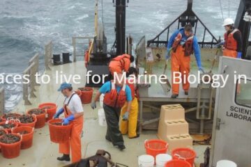 Marine-Biology-USA