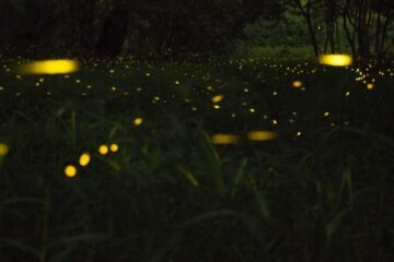 When-do-Fireflies-Come-out-in-Pennsylvania